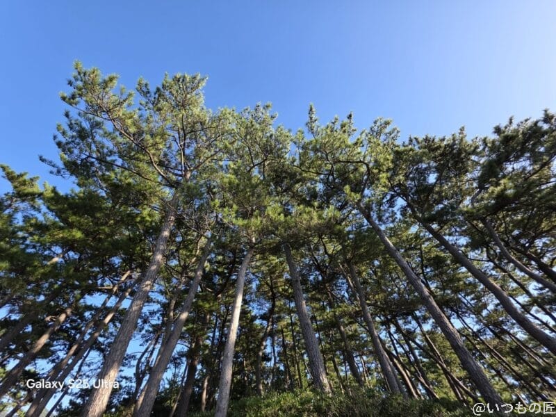 | モバイル比較レビュー.jp Galaxy S25 Ultra カメラ
空に向かって伸びる木々を下から撮影した一枚