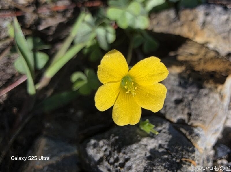 google pixel 8aとoppo find x8の違いを実機で徹底比較!買うならどっち? | モバイル比較レビュー.jp Galaxy S25 Ultra カメラ
小さな黄色の花を接写した一枚