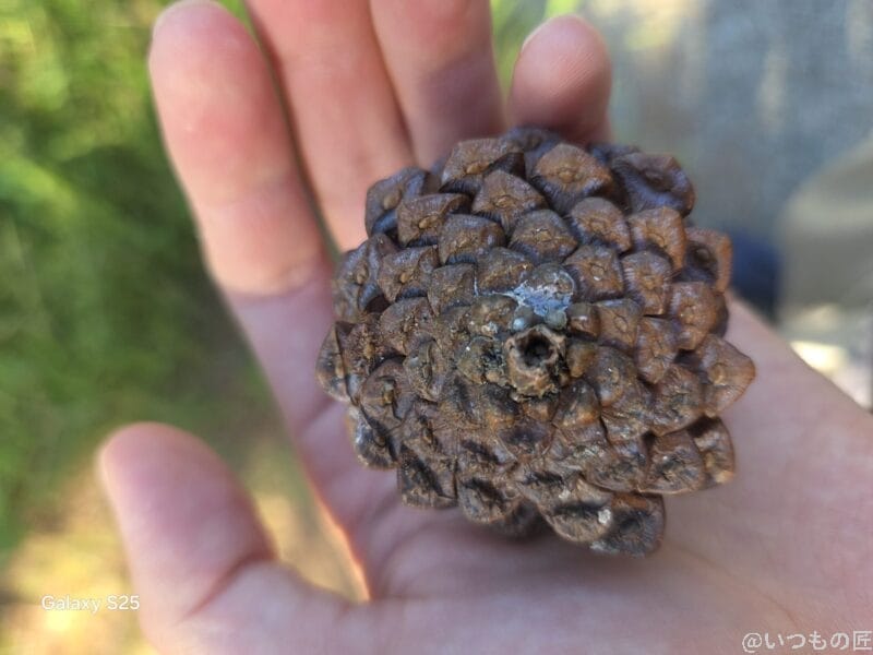 Galaxy S25 カメラ 手のひらの上の松ぼっくり
