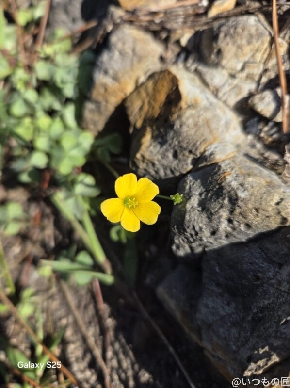 Galaxy S25 カメラ 石の間に咲く黄色の小さな花