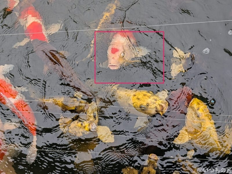 google pixel 10 proとgoogle pixel 9 proの違いを徹底比較!今買うならどっち? | モバイル比較レビュー.jp Google Pixel 10 カメラ
池を泳ぐ鯉を捉えた一枚