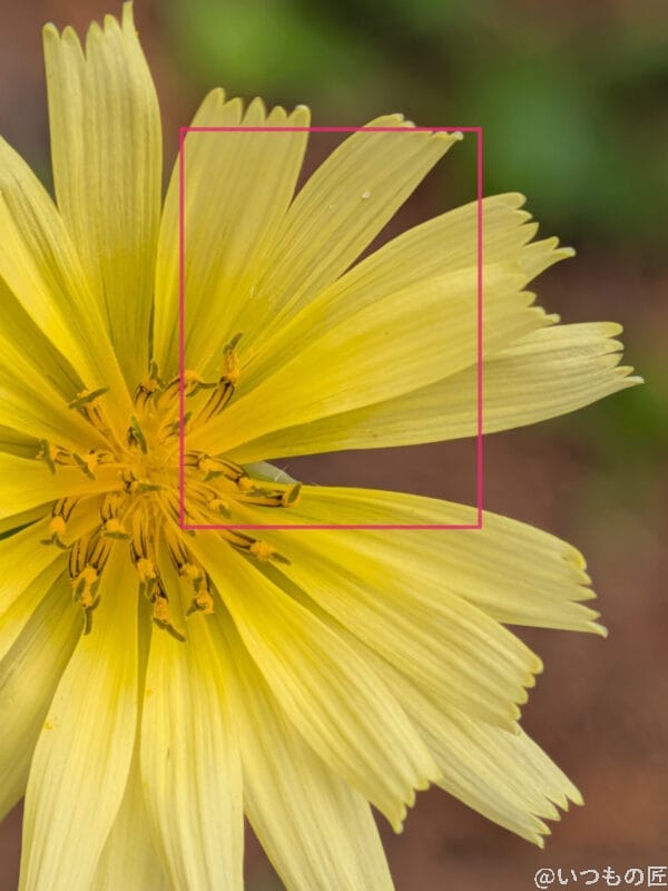 libero flip antutuベンチマークスコアほか2アプリの測定結果を公開 | モバイル比較レビュー.jp Google Pixel 10 カメラ
黄色い花を近距離で撮影した写真