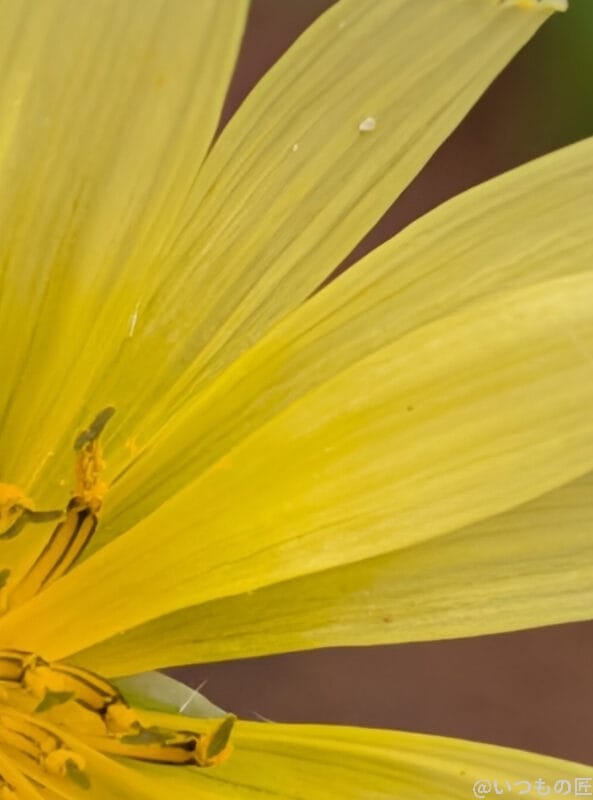 | モバイル比較レビュー.jp Google Pixel 10 カメラ
黄色い花を近距離で撮影した写真