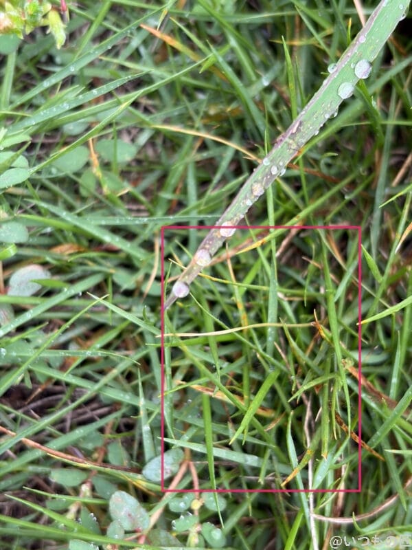 雨に濡れた草むらの様子 | iphone review.jp iPhone Air カメラ 雨に濡れた草むらの様子