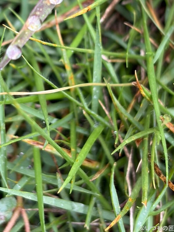 雨に濡れた草むらの様子 | iphone review.jp iPhone Air カメラ 雨に濡れた草むらの様子