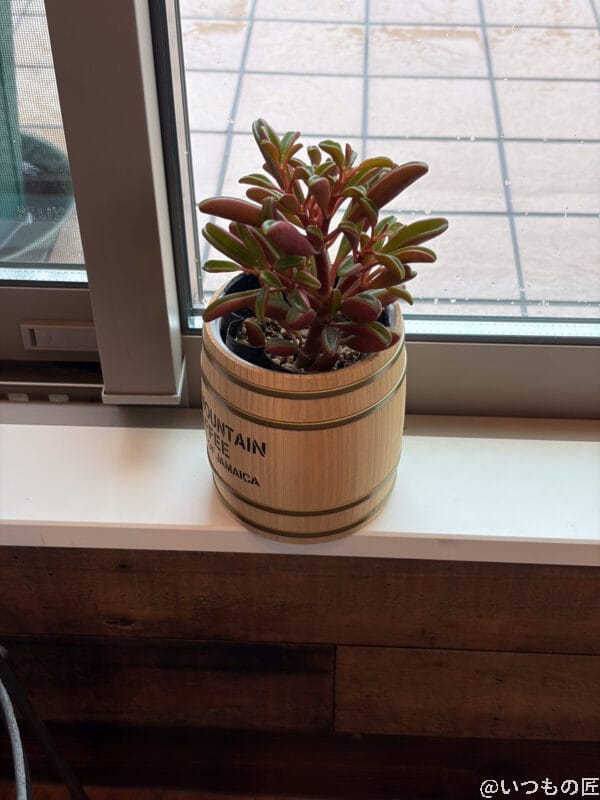 窓枠に置かれた観葉植物 | iphone review.jp iPhone Air カメラ 窓枠に置かれた観葉植物